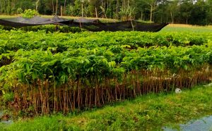 bibit-tanaman-mahoni