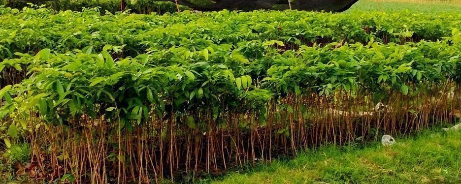 bibit-tanaman-mahoni